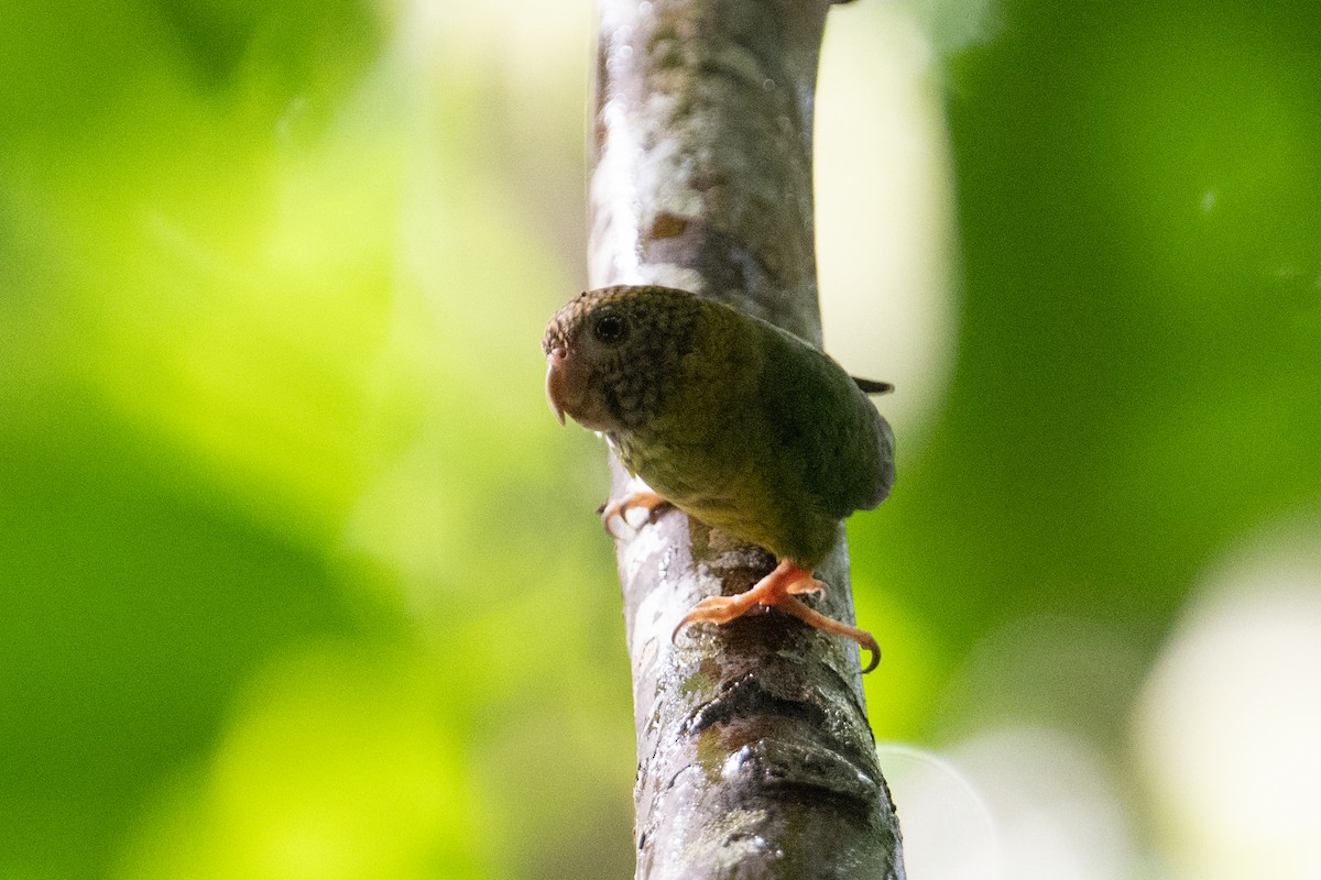 Meek's Pygmy-Parrot - ML625558514