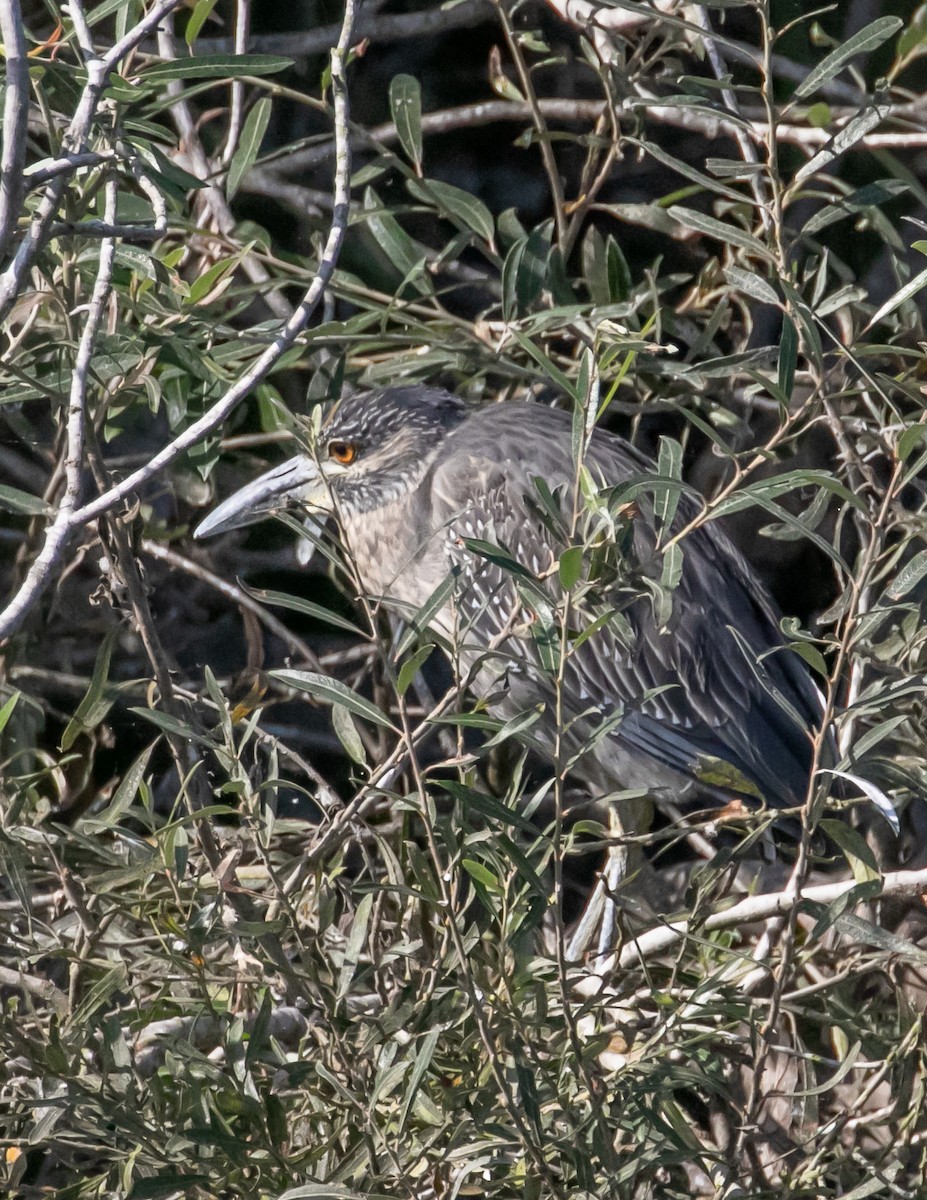 אנפת לילה צהובת-כיפה - ML625558543