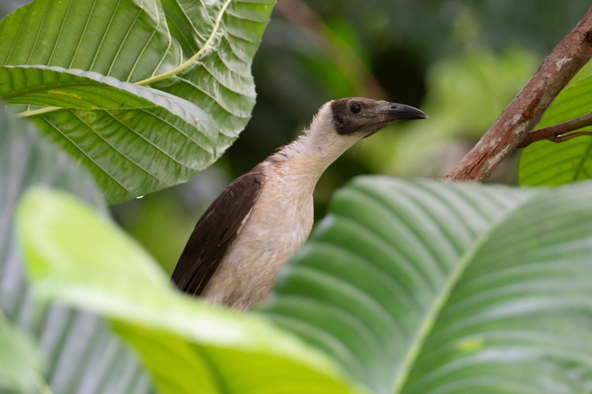White-naped Friarbird - ML625558553