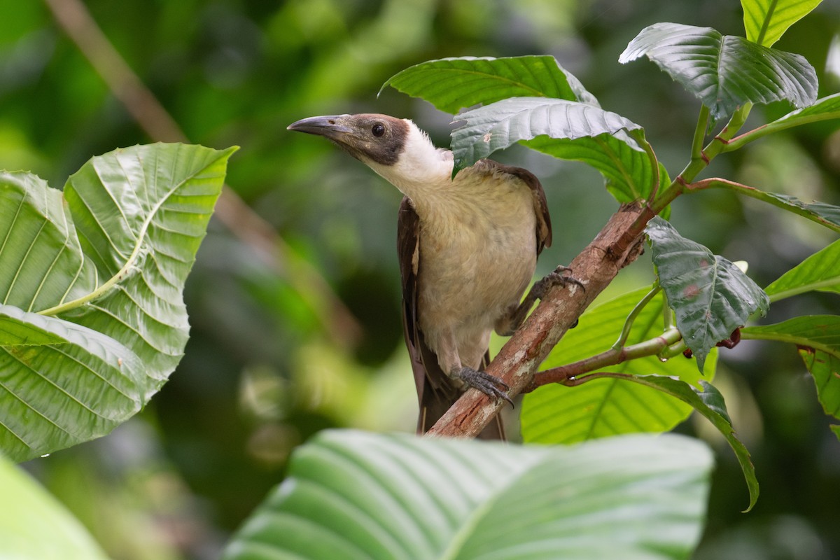 White-naped Friarbird - ML625558556