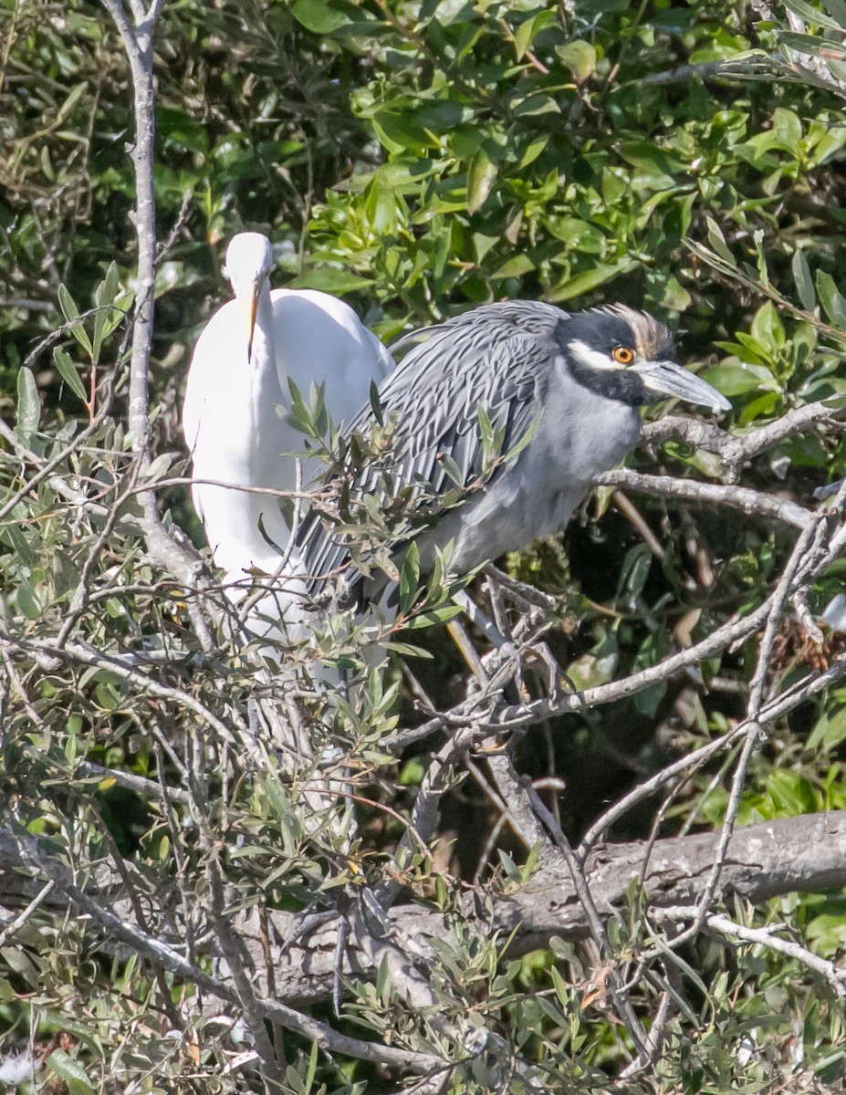 Yellow-crowned Night Heron - Chris Tosdevin