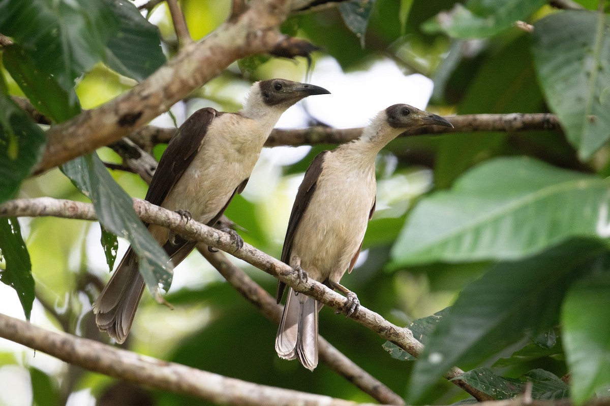 White-naped Friarbird - ML625558561