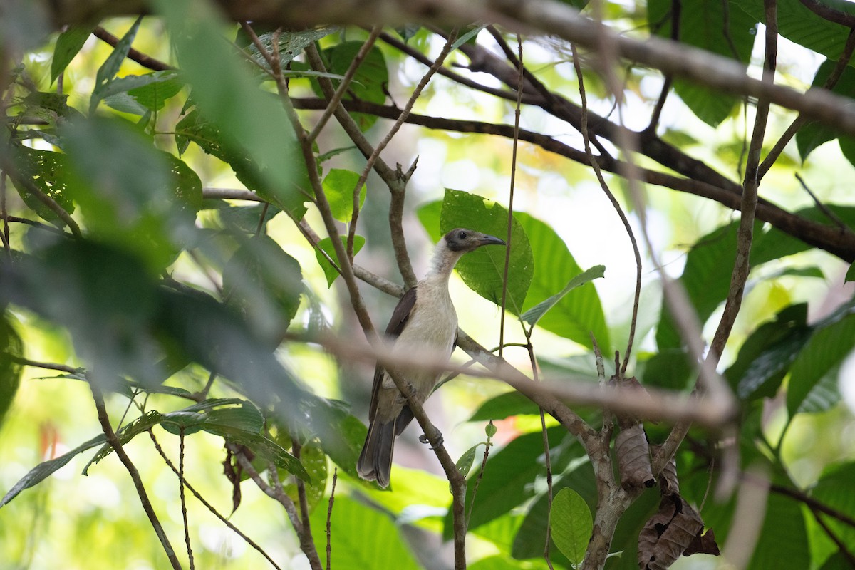 White-naped Friarbird - ML625558566
