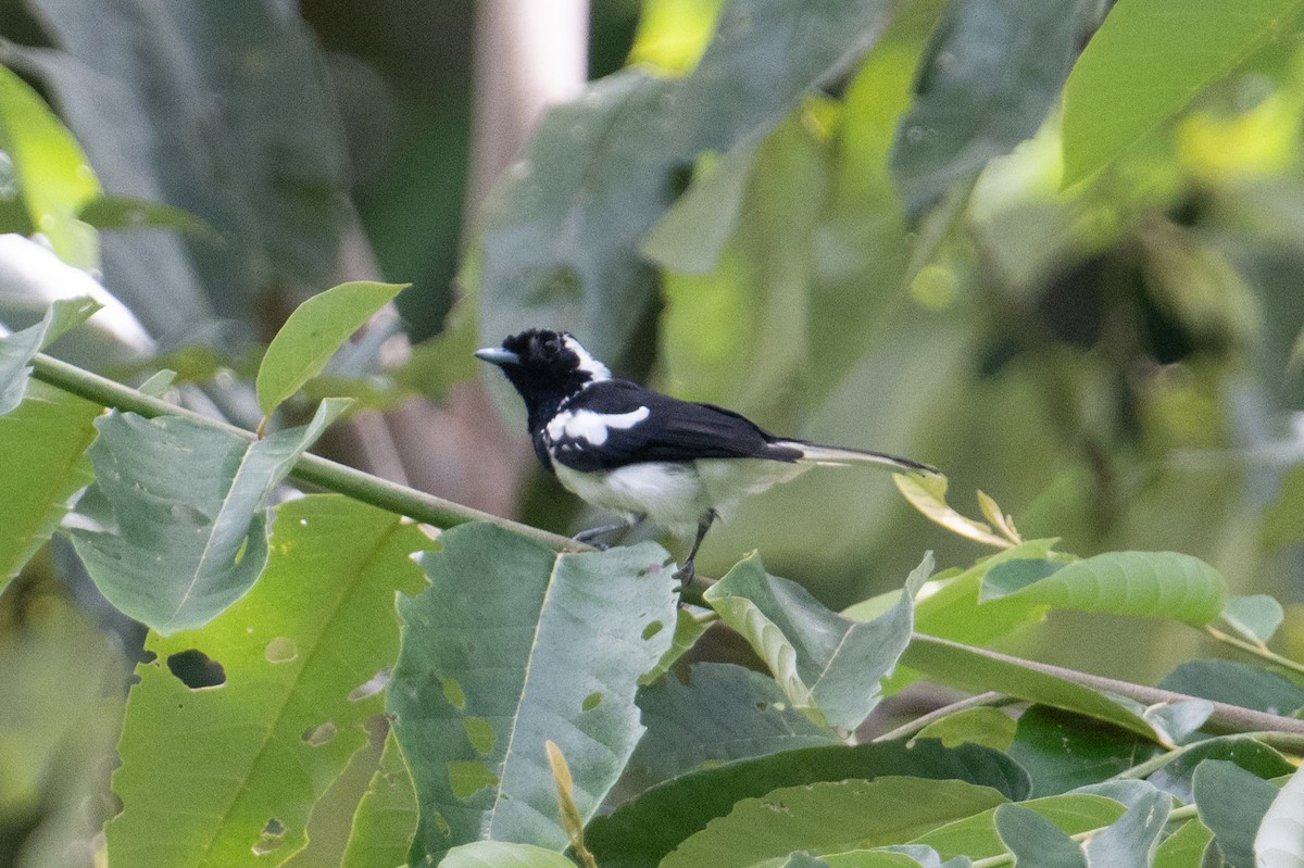 Manus Monarch - ML625558585