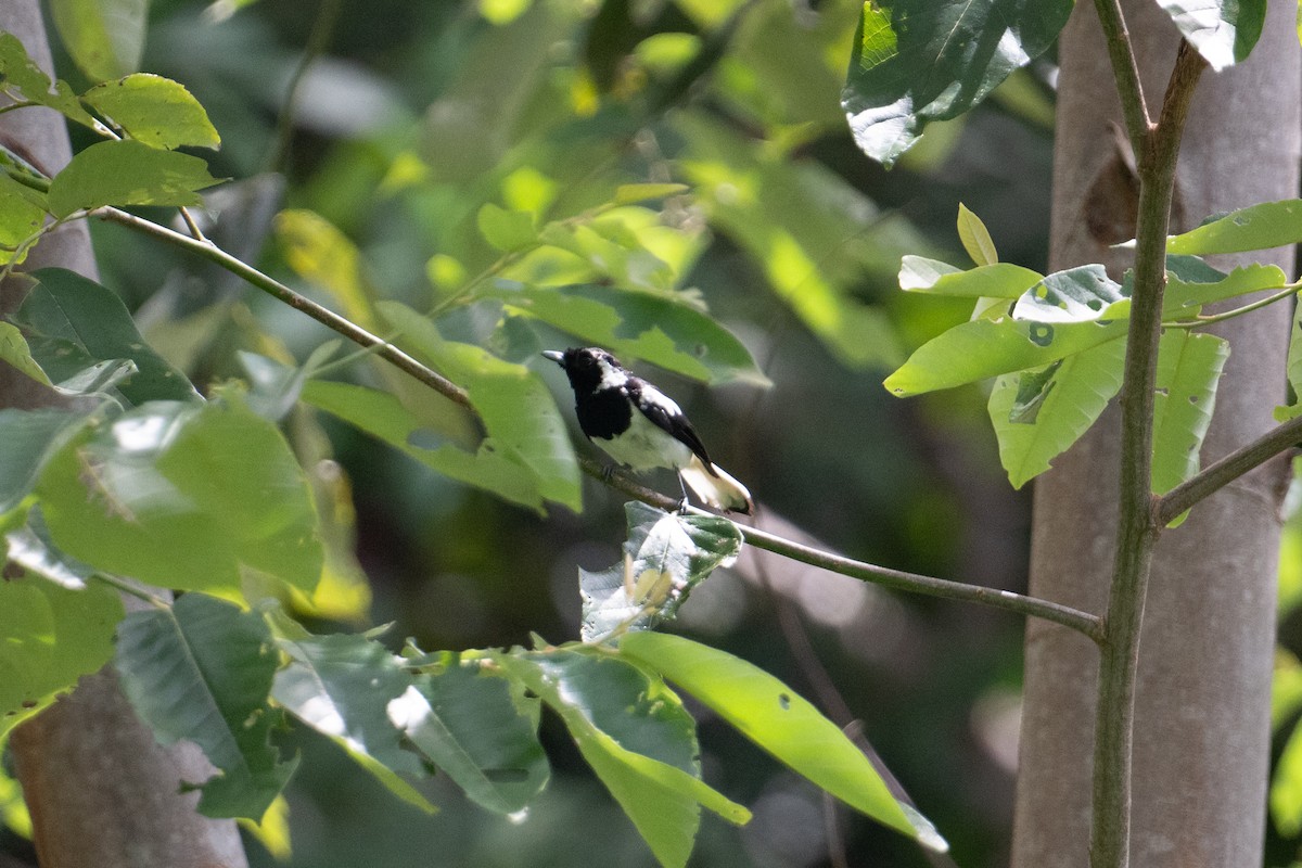 Manus Monarch - ML625558587