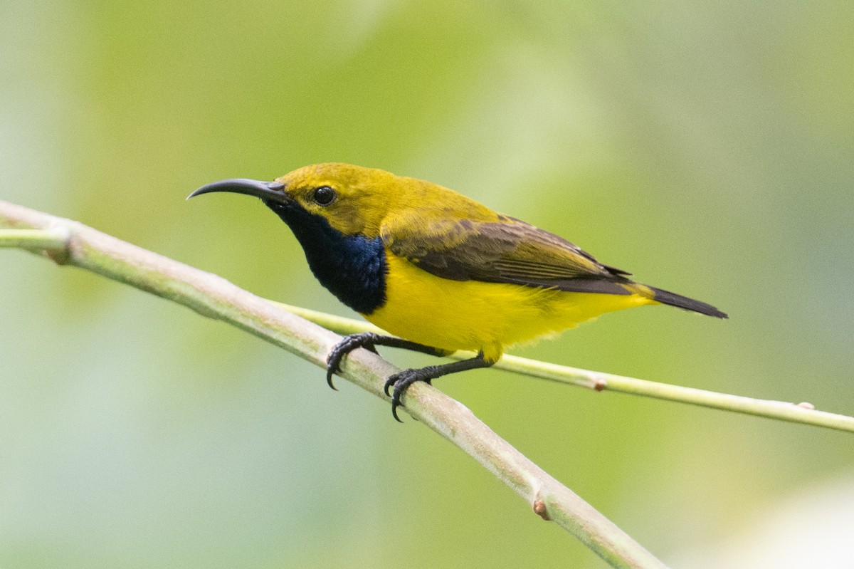 Sahul Sunbird - ML625558602