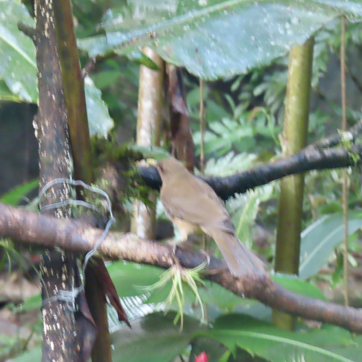 Clay-colored Thrush - ML625558693