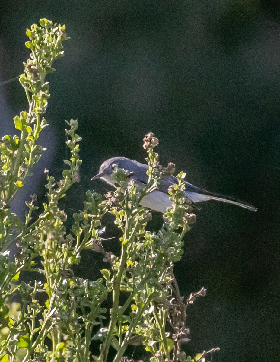 Blue-gray Gnatcatcher - ML625558756