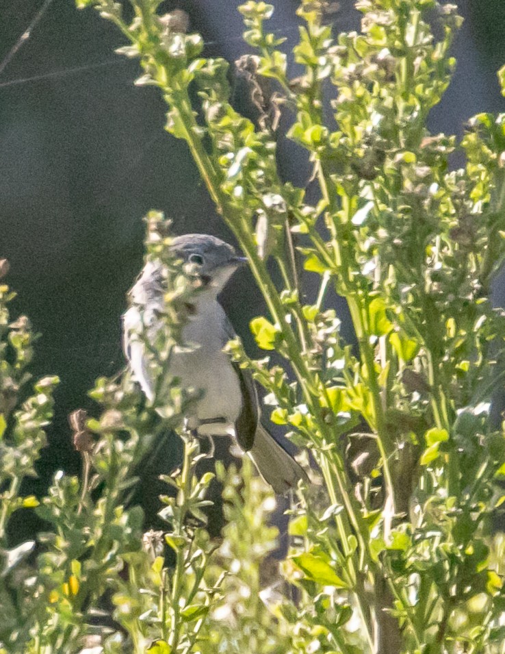 Blue-gray Gnatcatcher - Chris Tosdevin