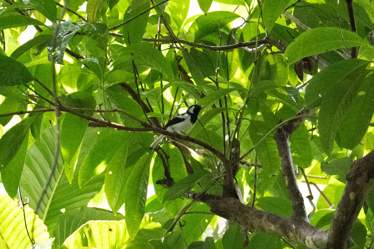 Manus Monarch - ML625558792