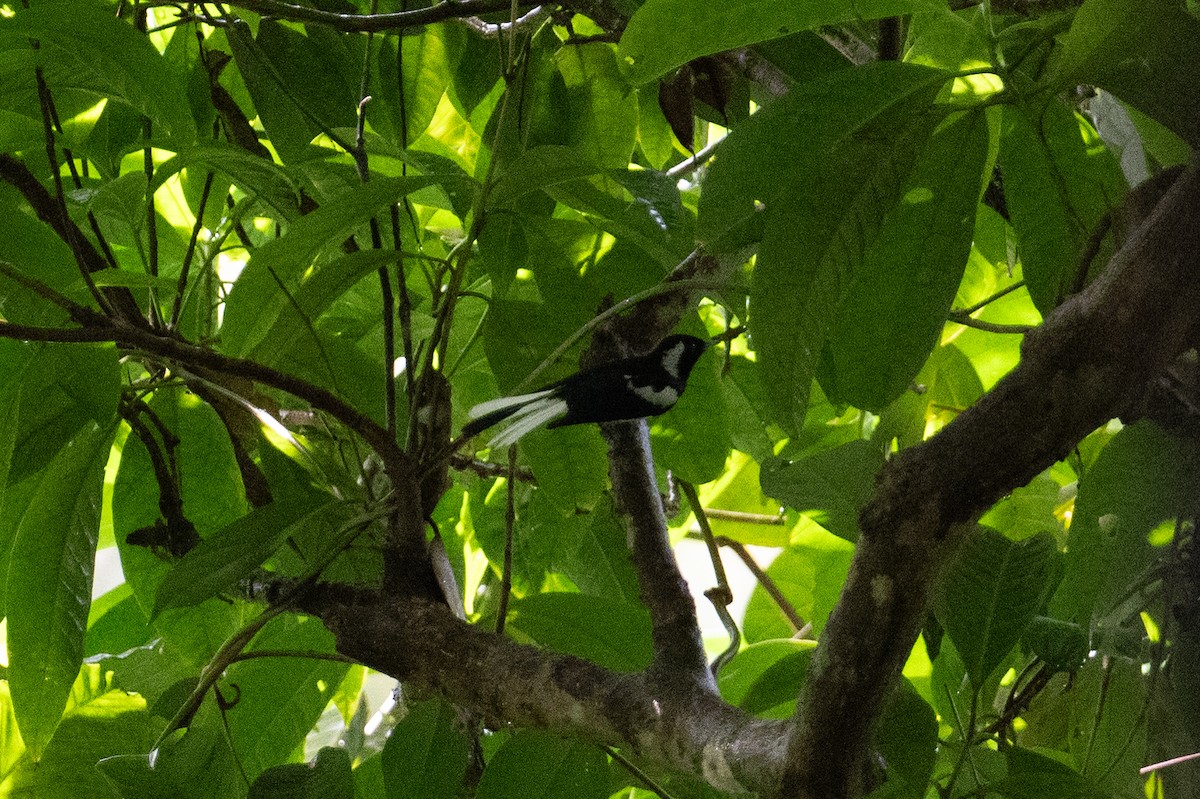 Manus Monarch - ML625558794