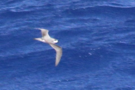 Juan Fernandez Petrel - Rémi Bigonneau