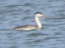 Clark's Grebe - ML625558882