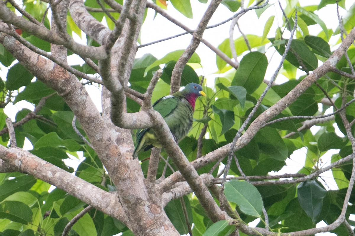 Claret-breasted Fruit-Dove - ML625558888