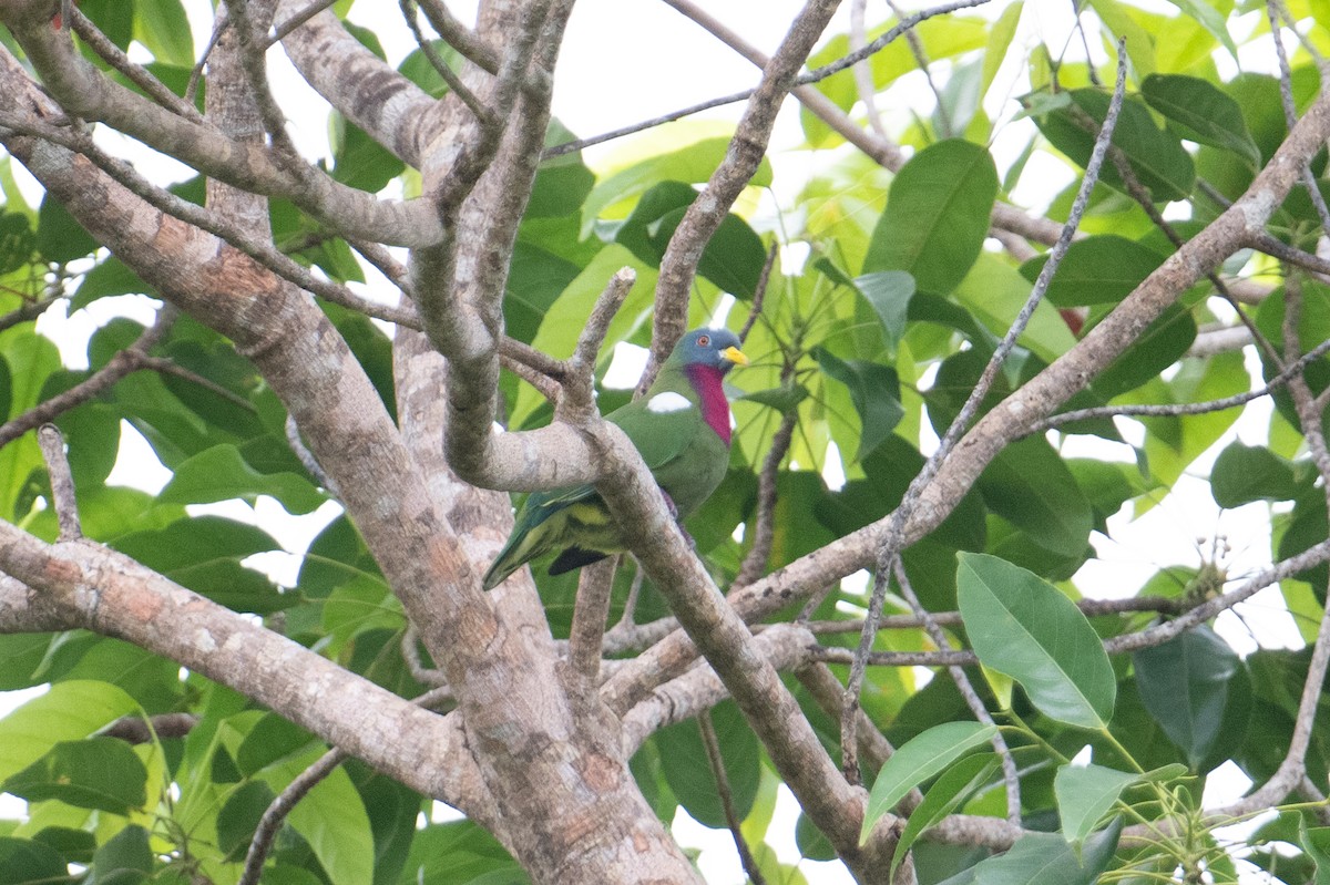 Claret-breasted Fruit-Dove - ML625558892