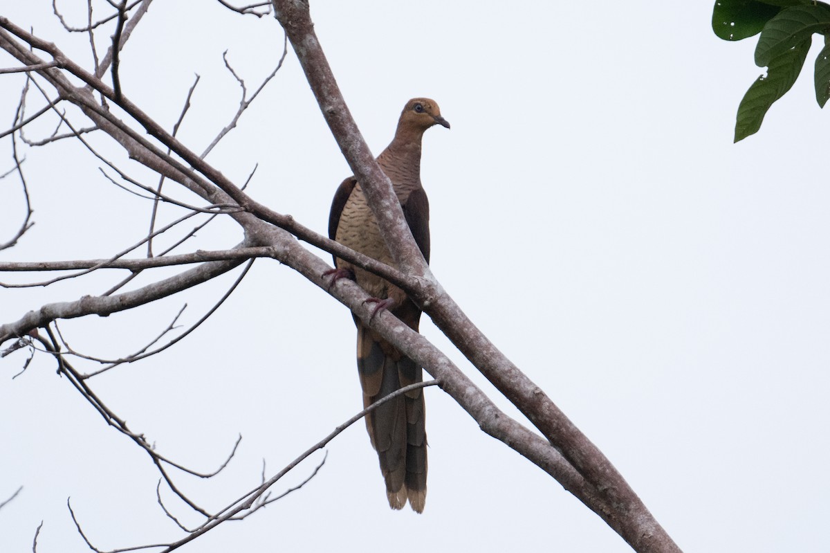 Amboyna Cuckoo-Dove - ML625558895