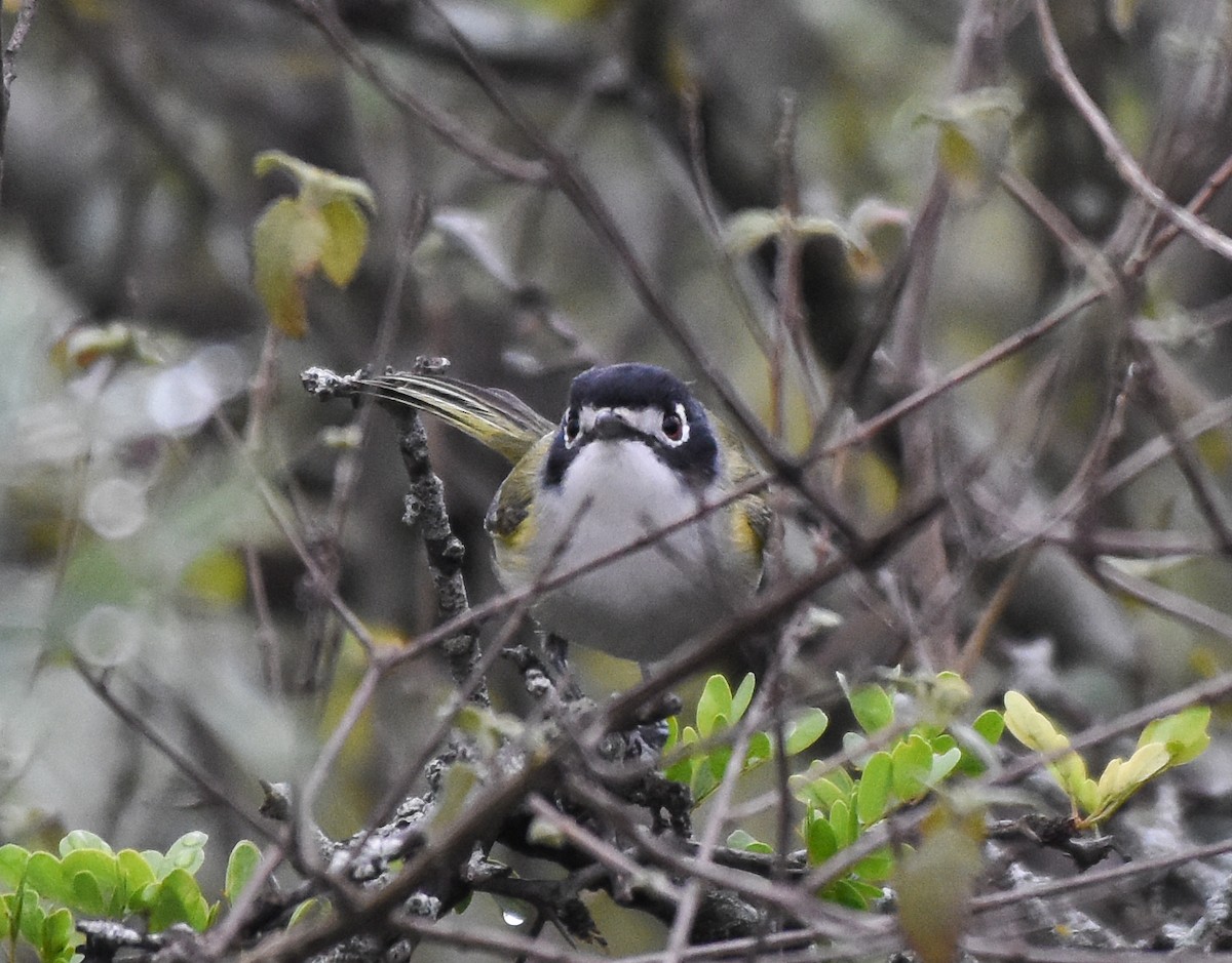 Black-capped Vireo - ML625558916