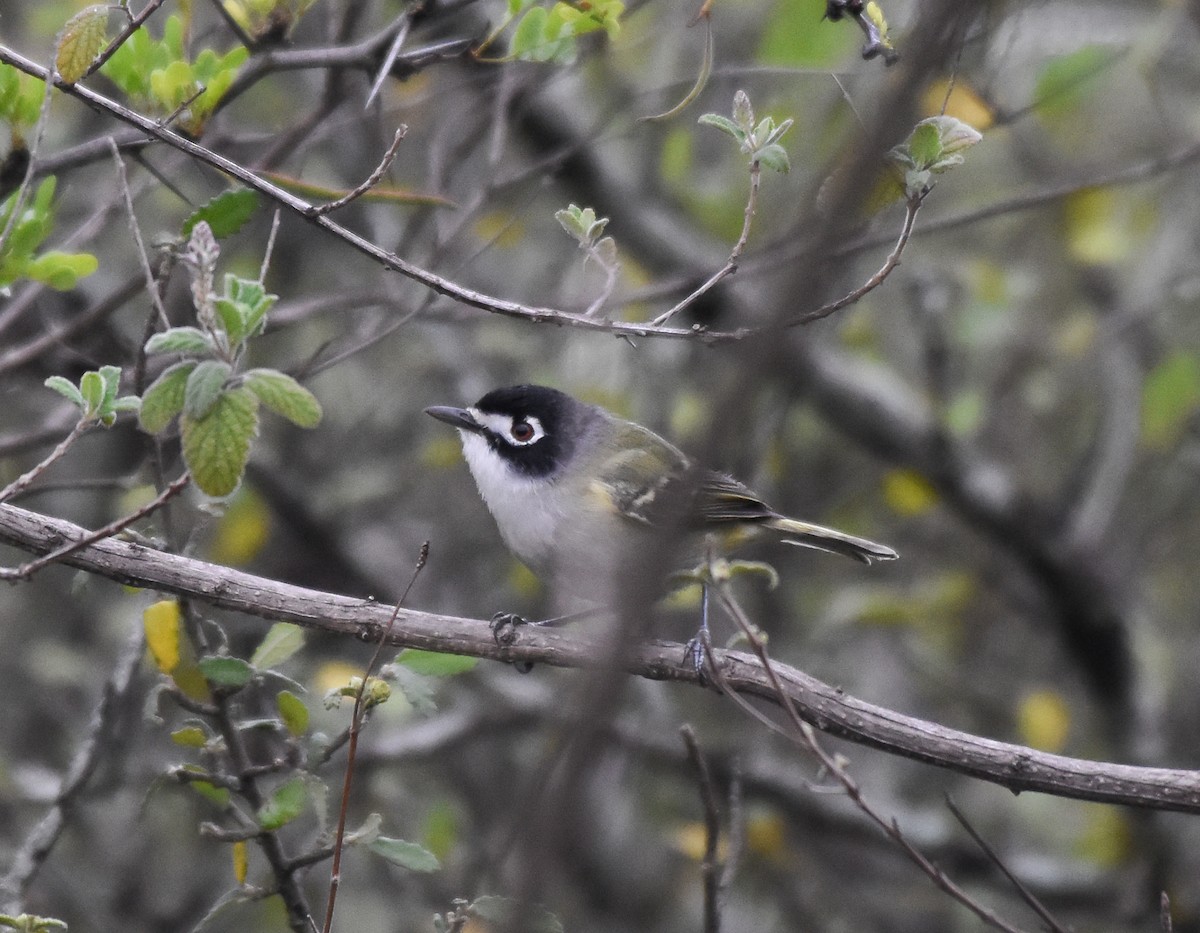 Black-capped Vireo - ML625558919