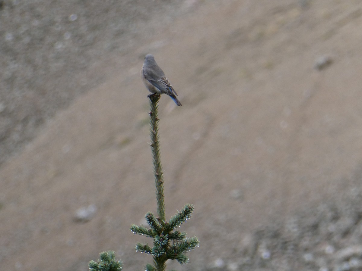 bluebird sp. - ML625558949
