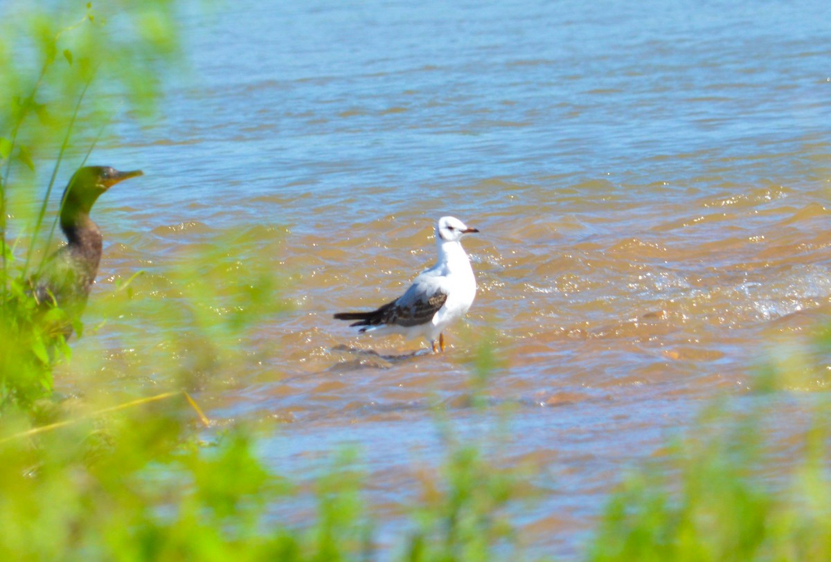 Gray-hooded Gull - ML625558994