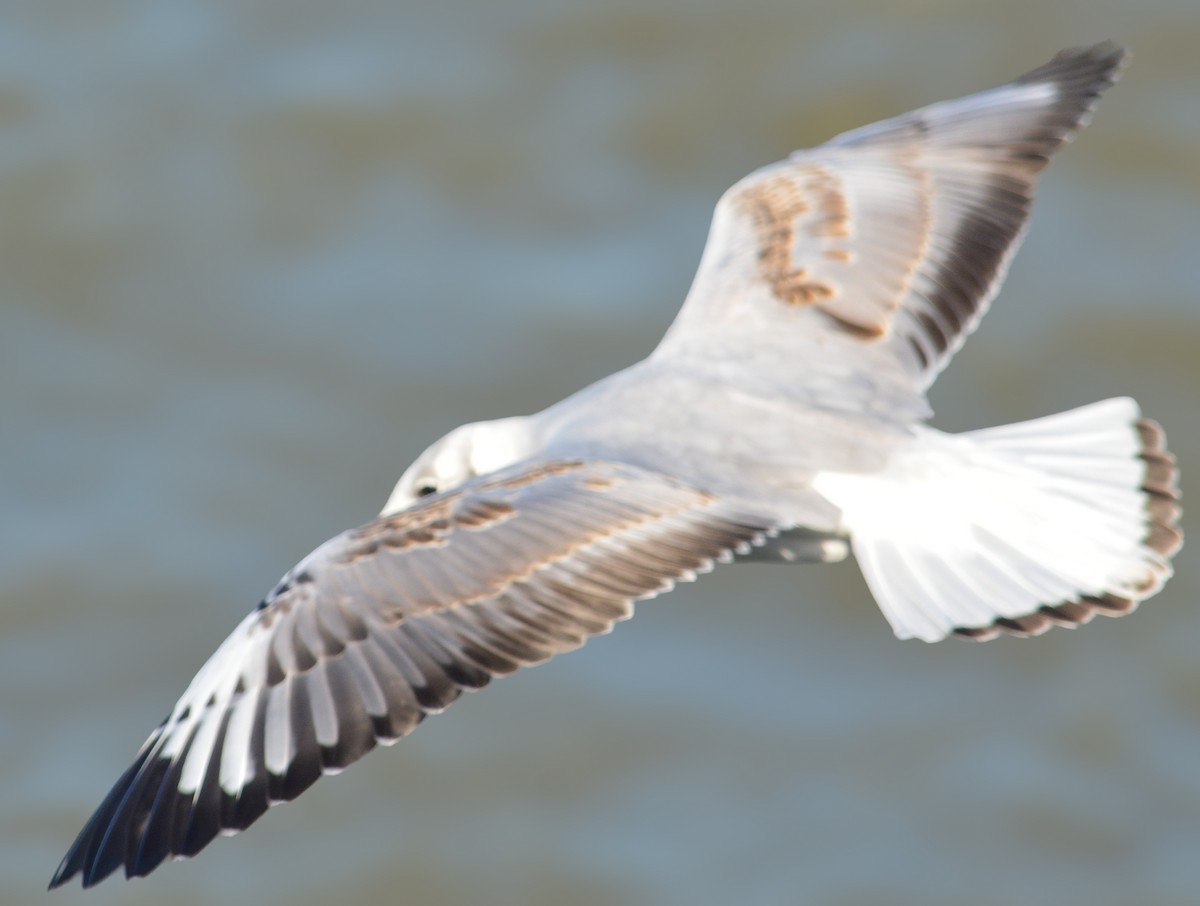 Gray-hooded Gull - ML625558995