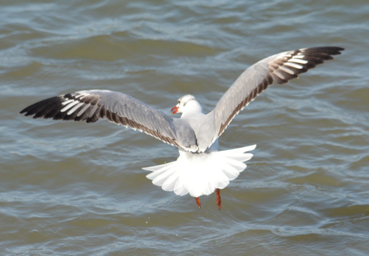 Gray-hooded Gull - ML625558996