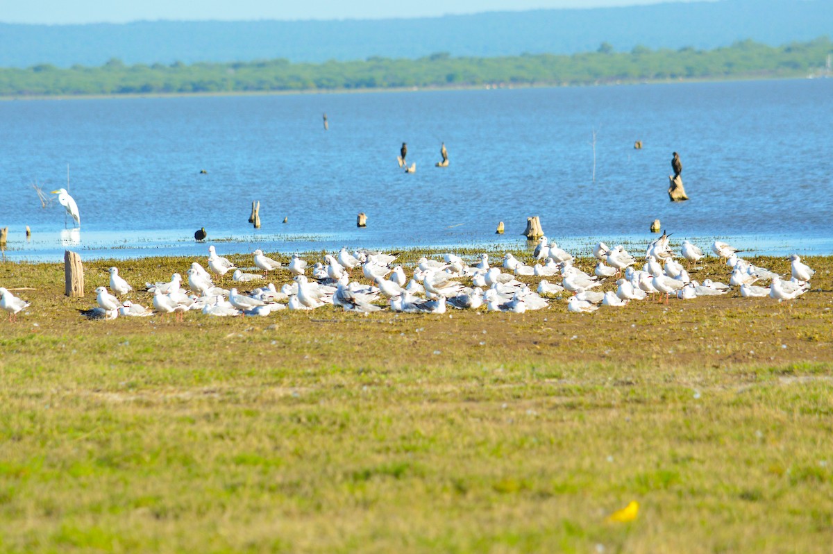 Gray-hooded Gull - ML625559134