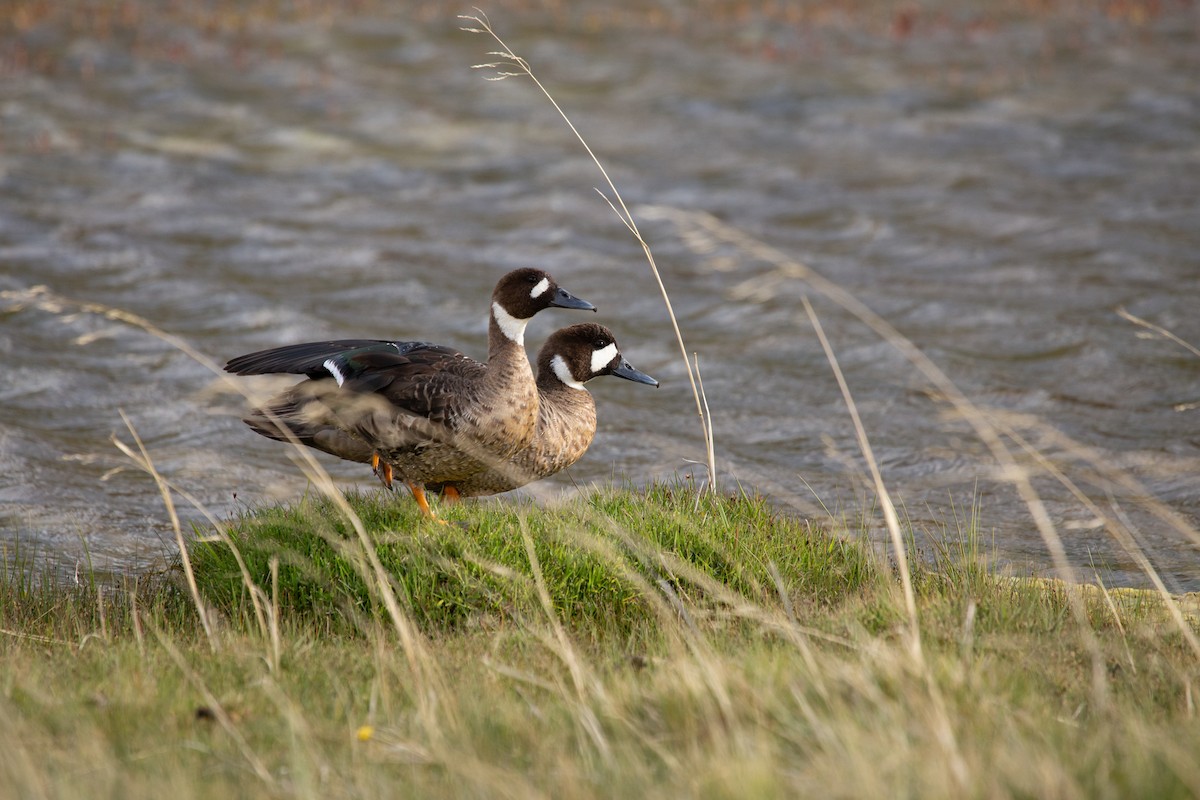 Spectacled Duck - ML625559199