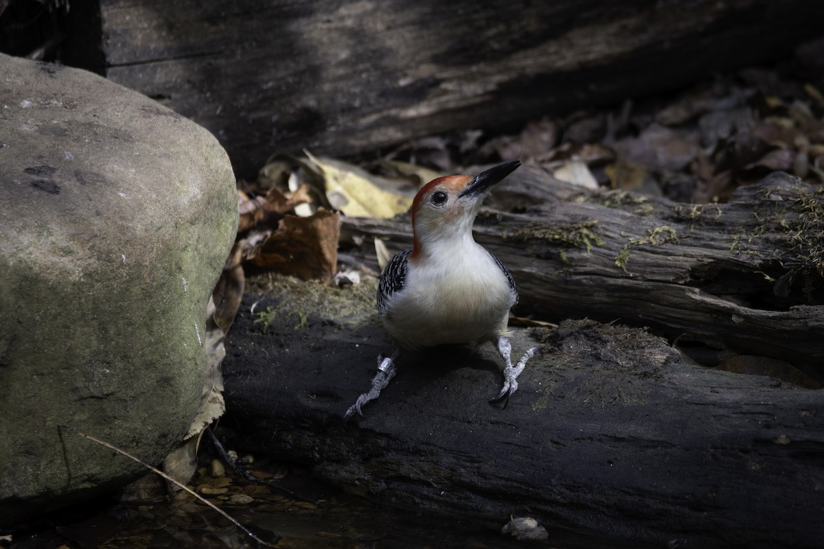 Red-bellied Woodpecker - ML625559460