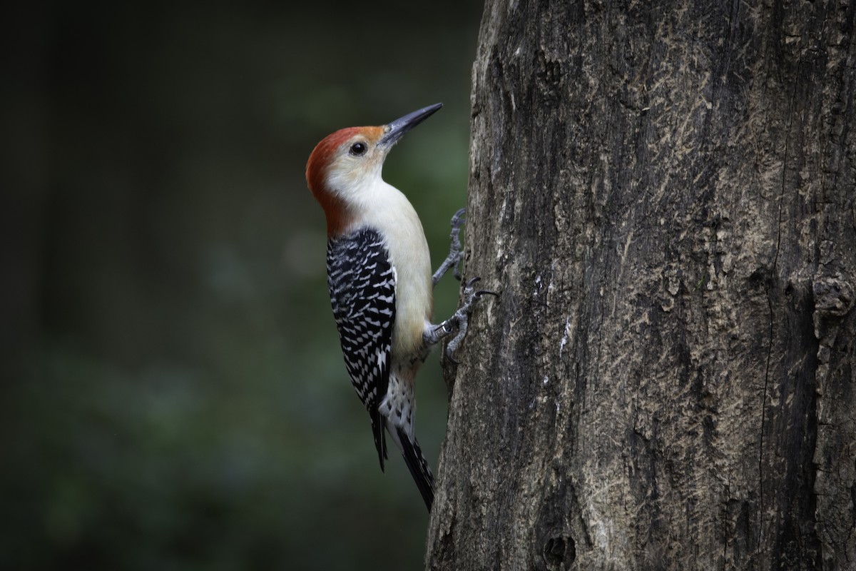 Red-bellied Woodpecker - ML625559461