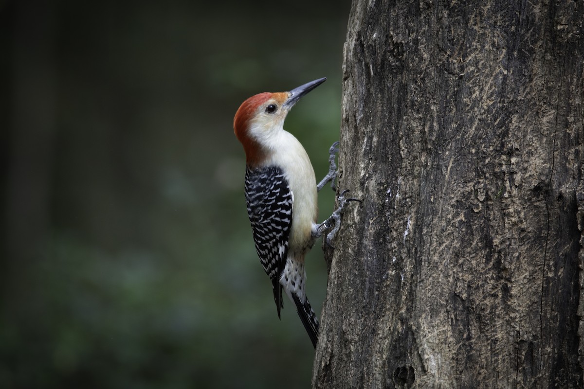 Red-bellied Woodpecker - ML625559462