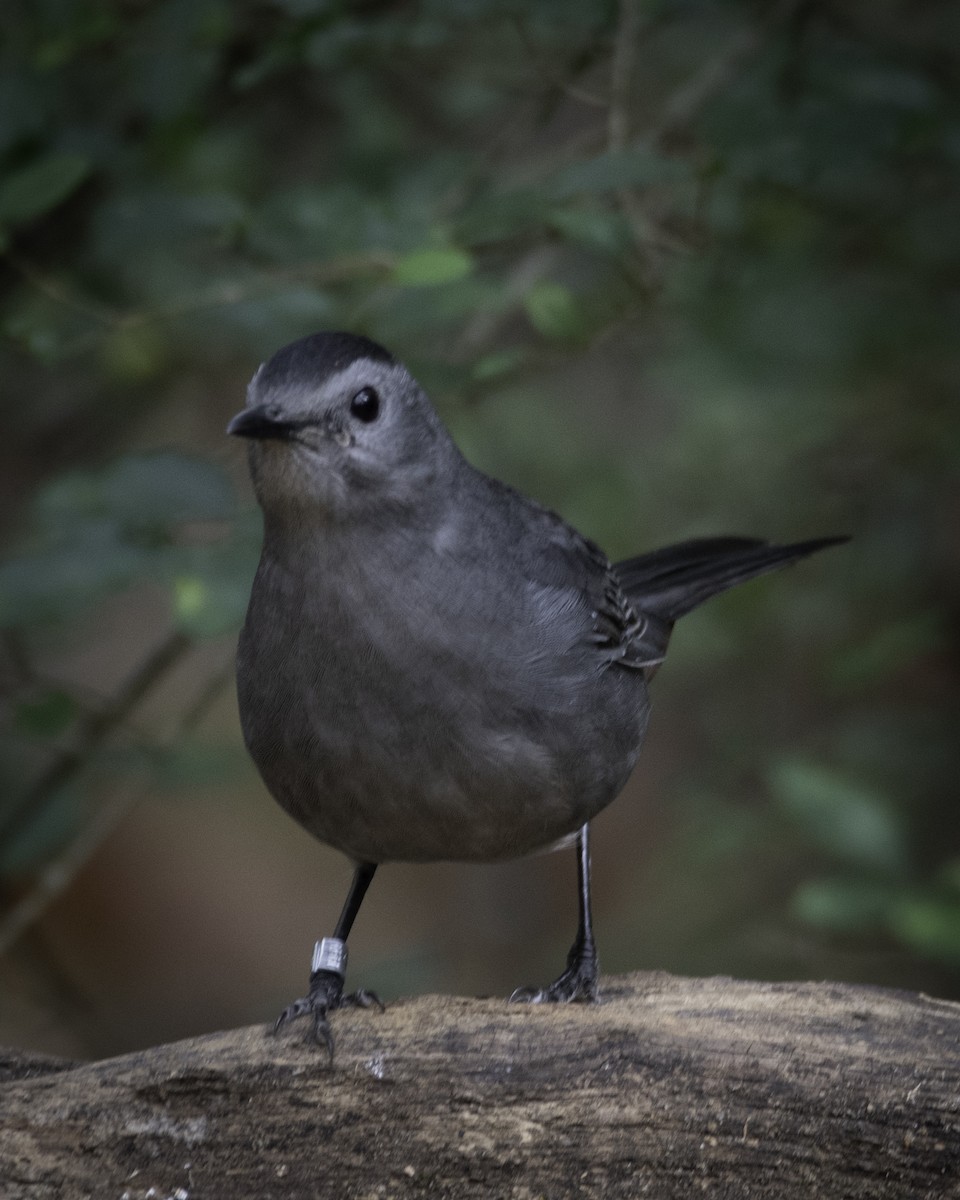 Gray Catbird - Rob Cochran