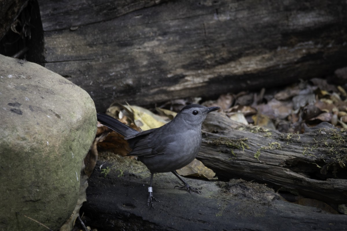 Gray Catbird - Rob Cochran