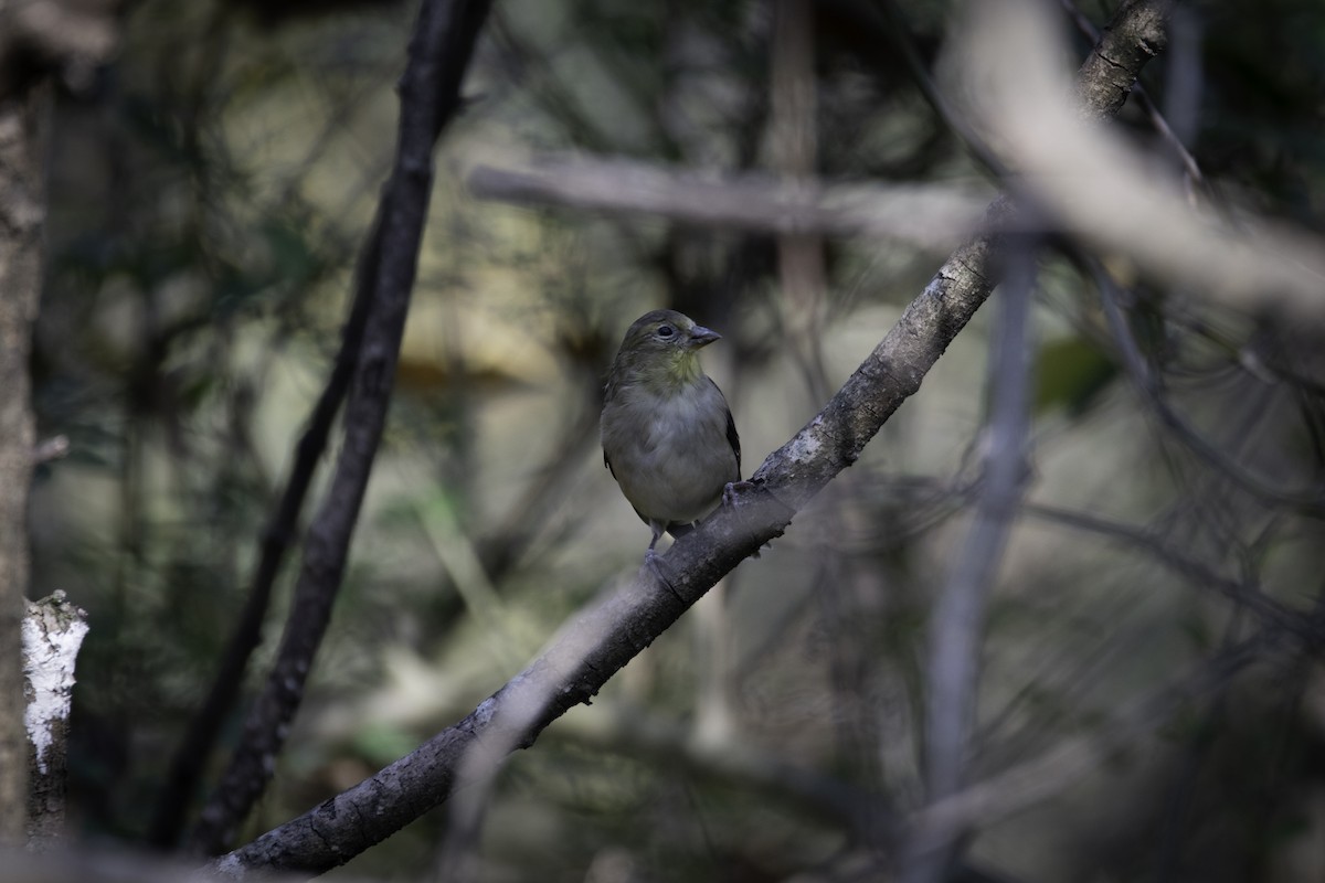 American Goldfinch - Rob Cochran