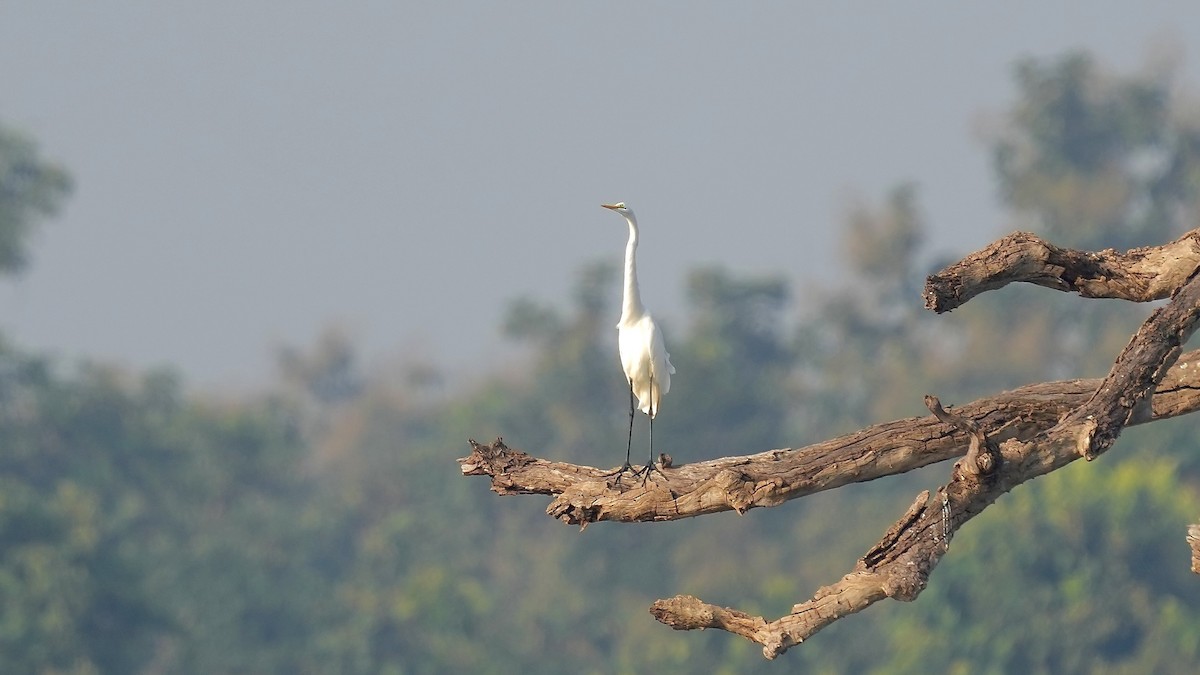 Great Egret - ML625559613