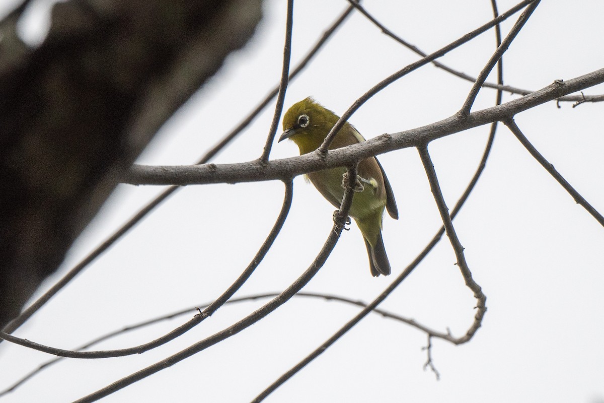 Japanbrillenvogel - ML625559645