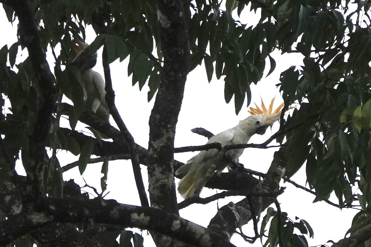 Cacatúa de Sumba - ML625559650