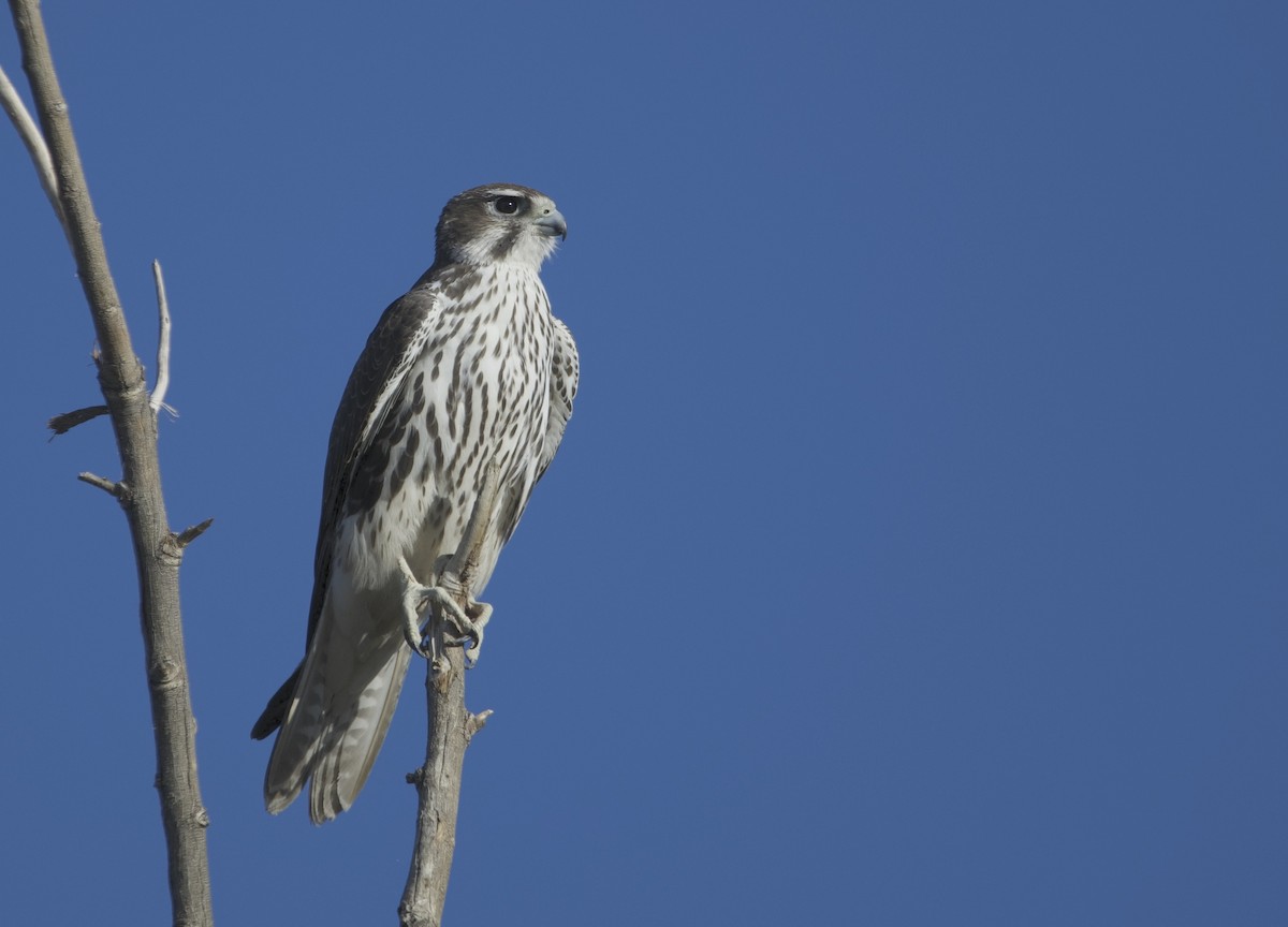Prairie Falcon - ML625559651