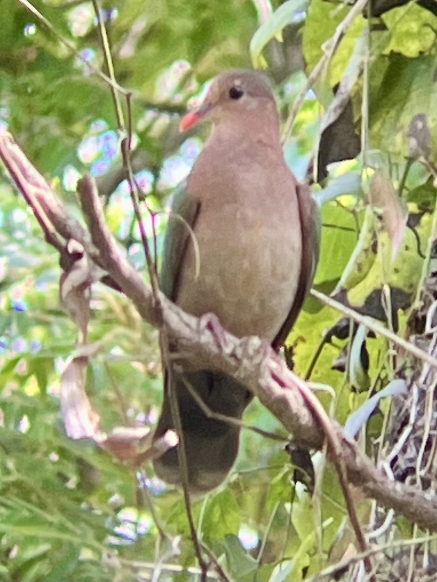 Palomita Esmeralda Cabeciparda - ML625559749