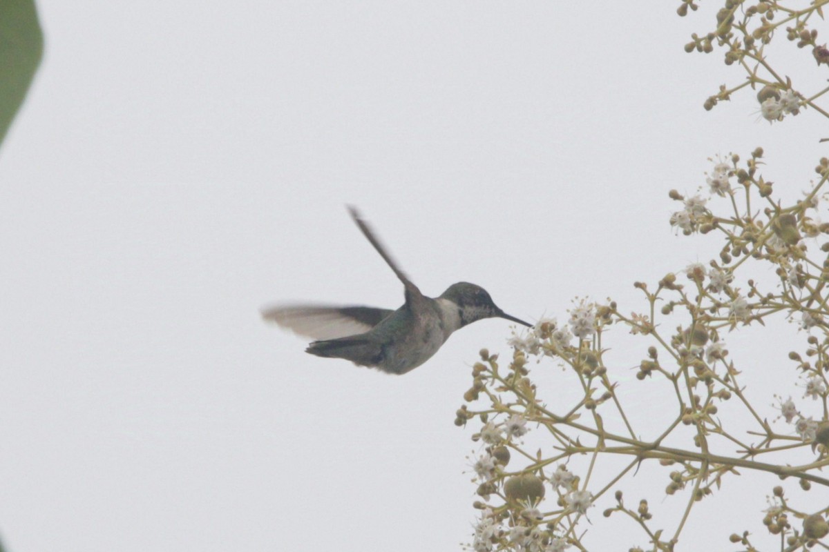 Ruby-throated Hummingbird - ML625559769