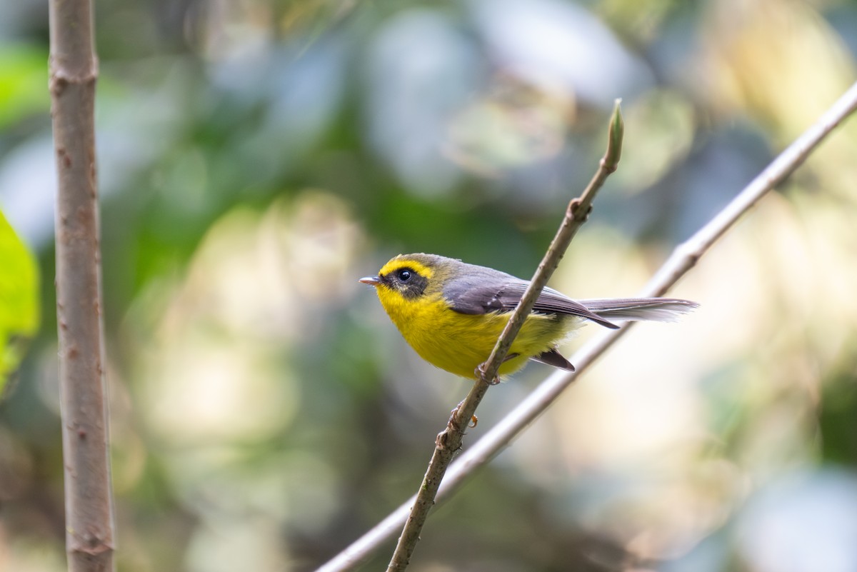 Yellow-bellied Fairy-Fantail - ML625559875