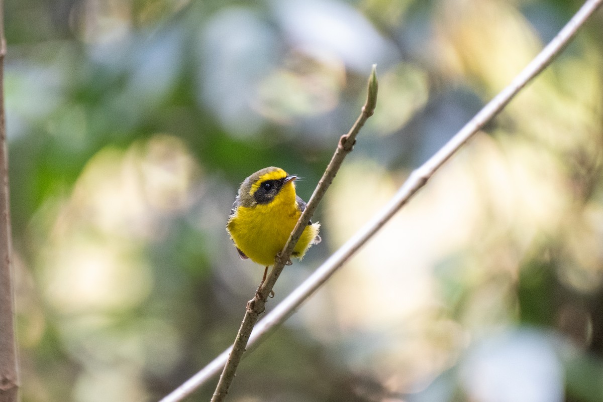 Chélidorhynque à ventre jaune - ML625559876