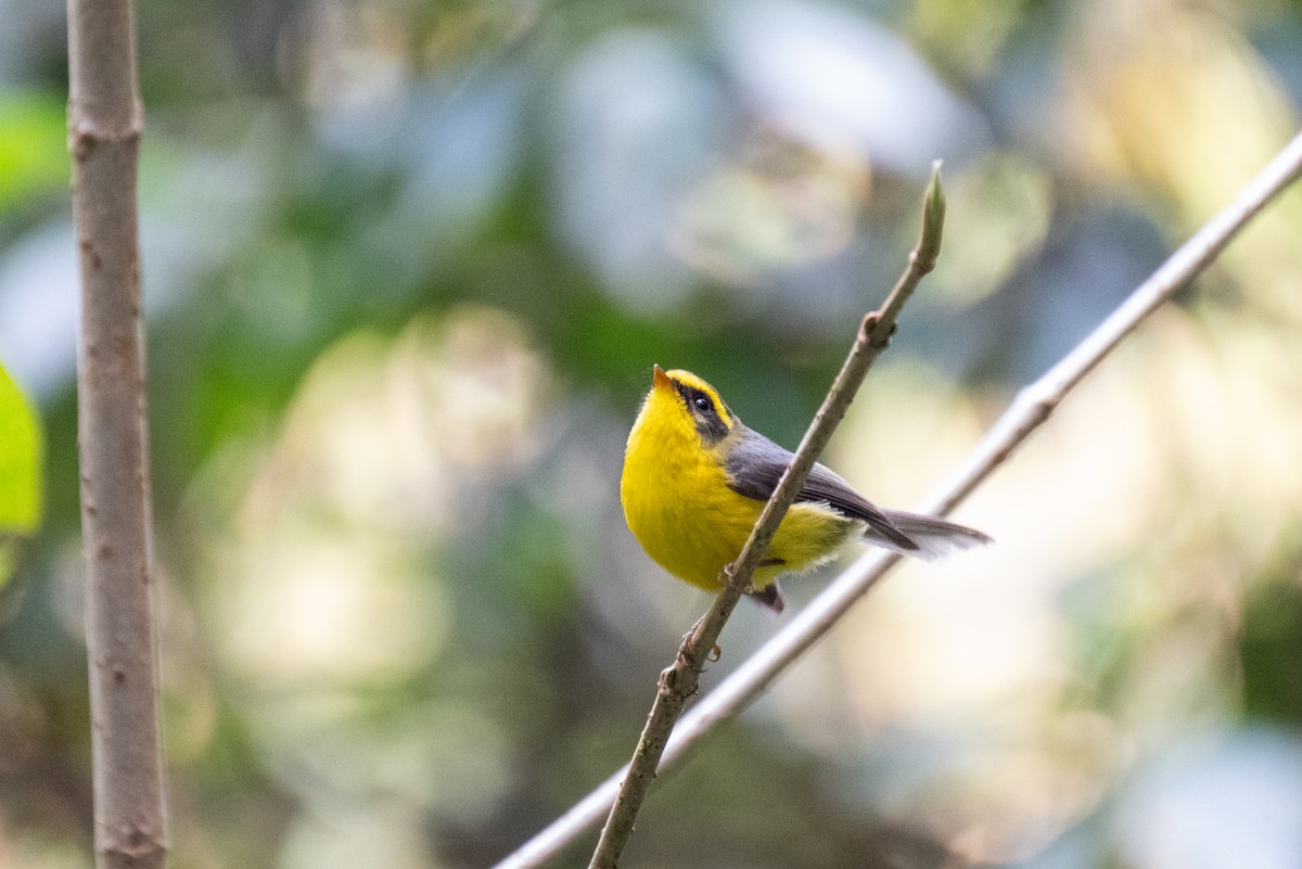 Yellow-bellied Fairy-Fantail - ML625559877