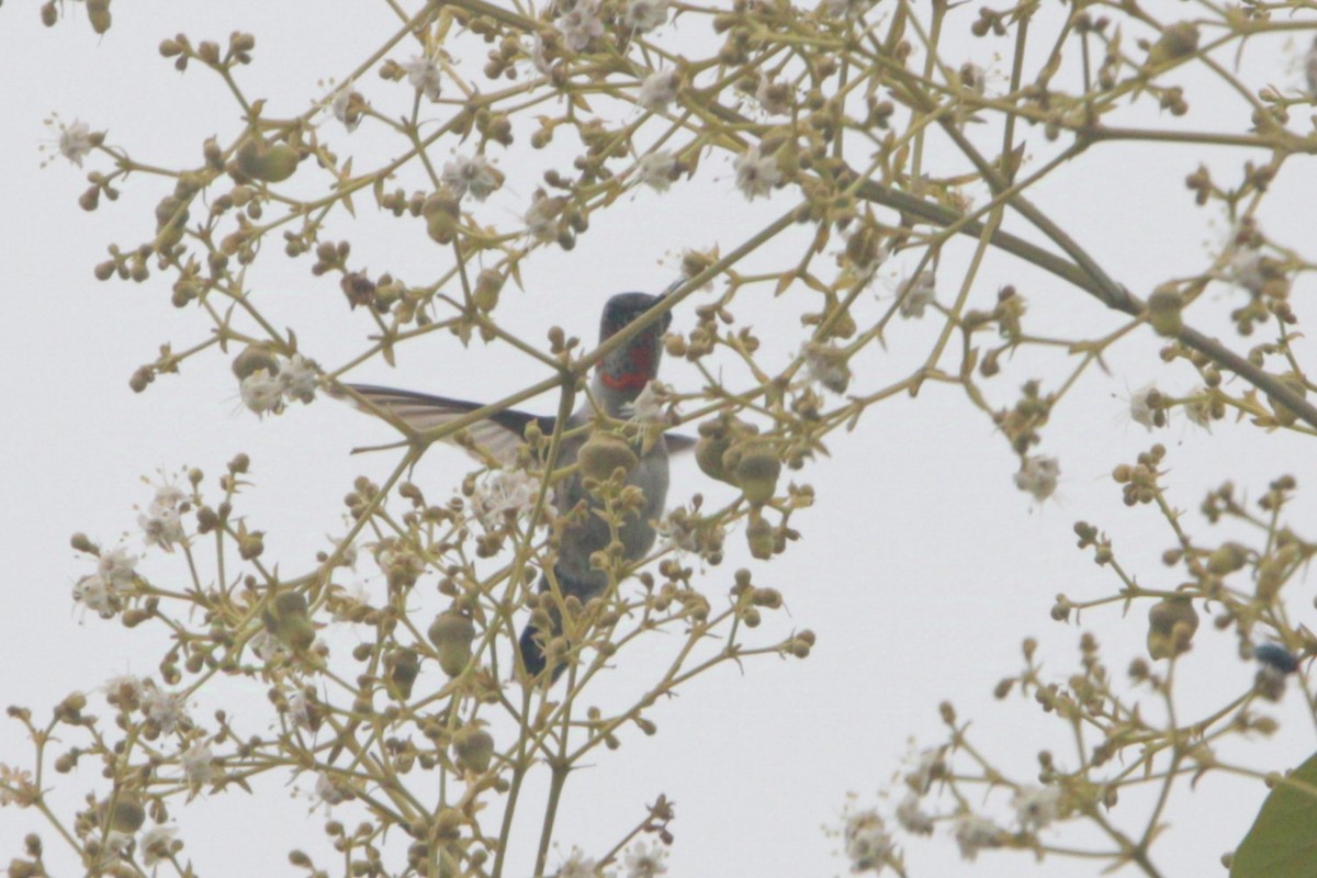 Ruby-throated Hummingbird - ML625559892