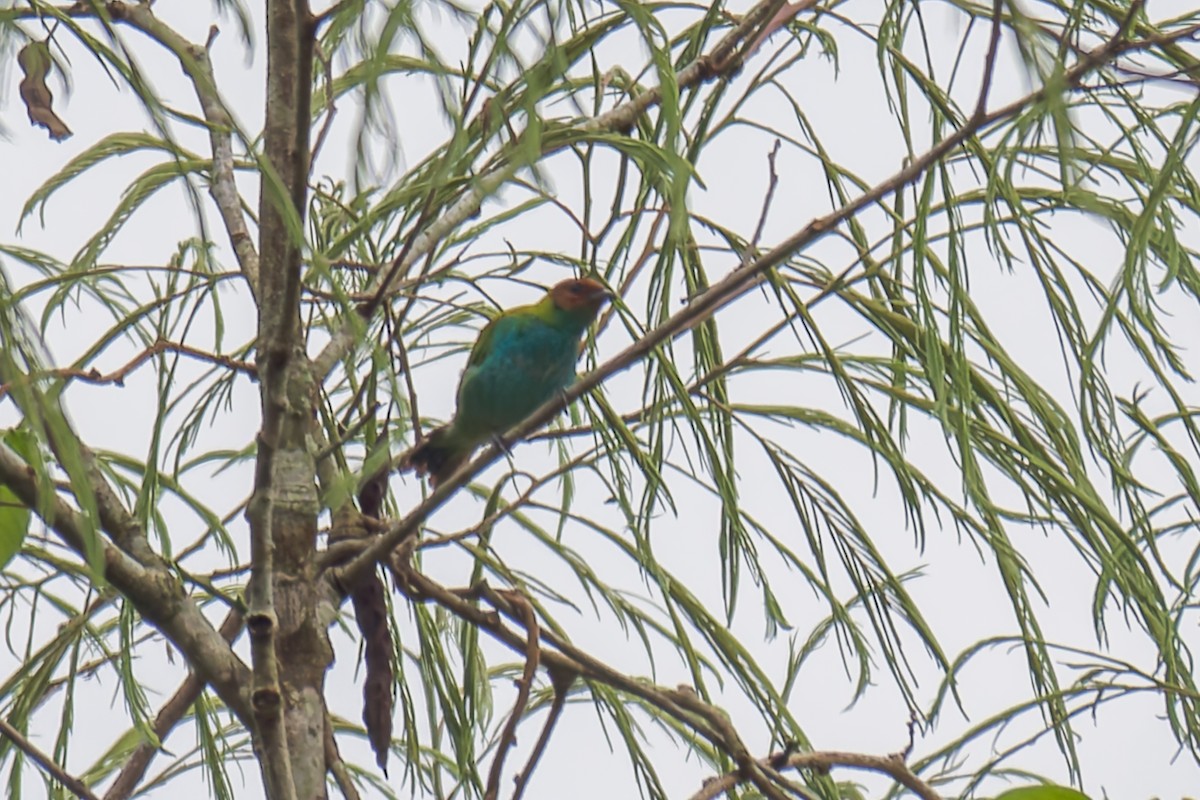 Bay-headed Tanager - ML625559903