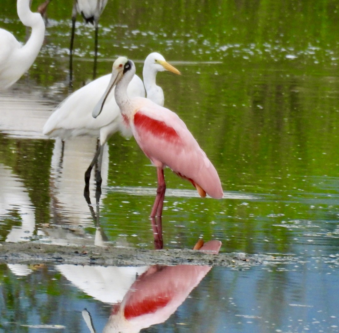 Roseate Spoonbill - ML625559912