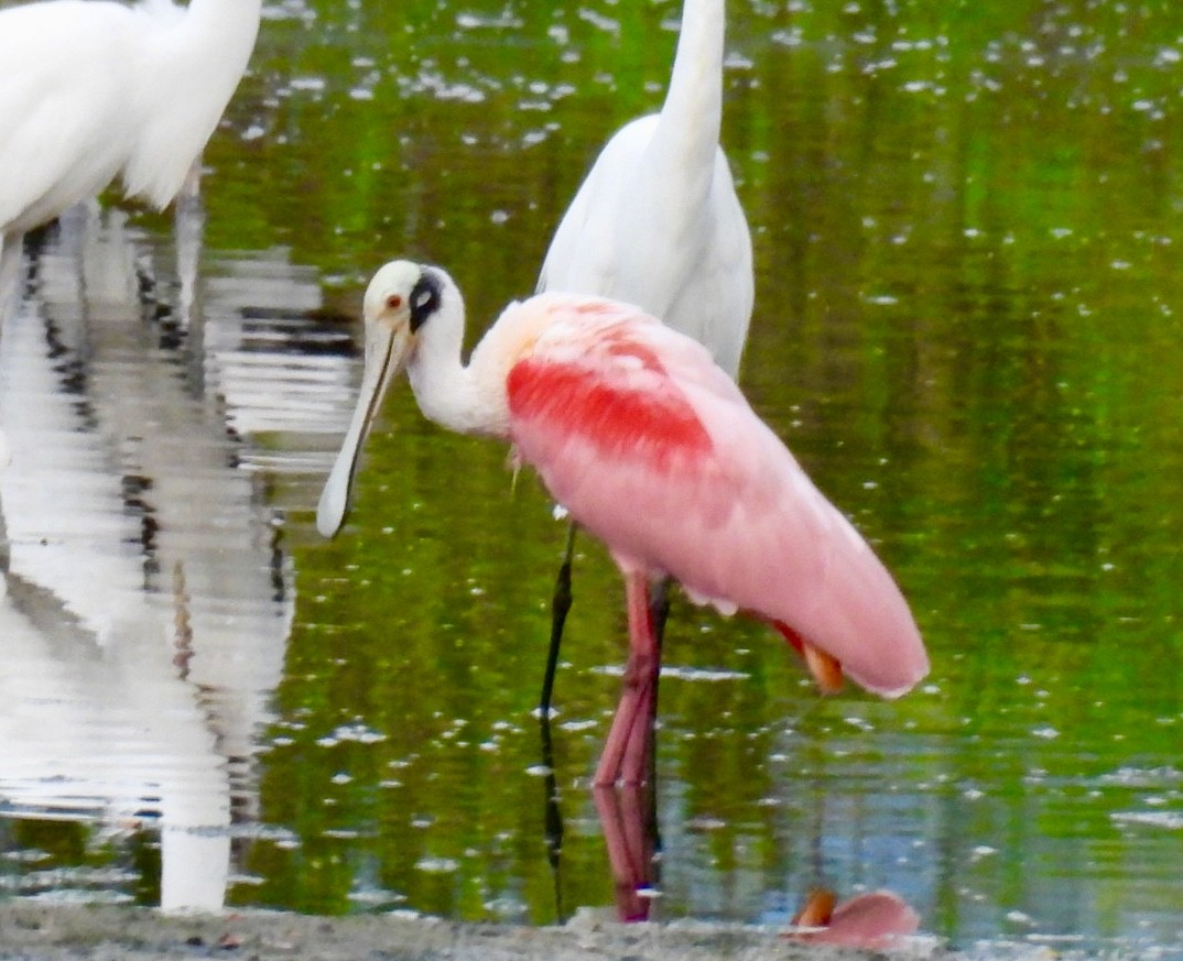 Roseate Spoonbill - ML625559913