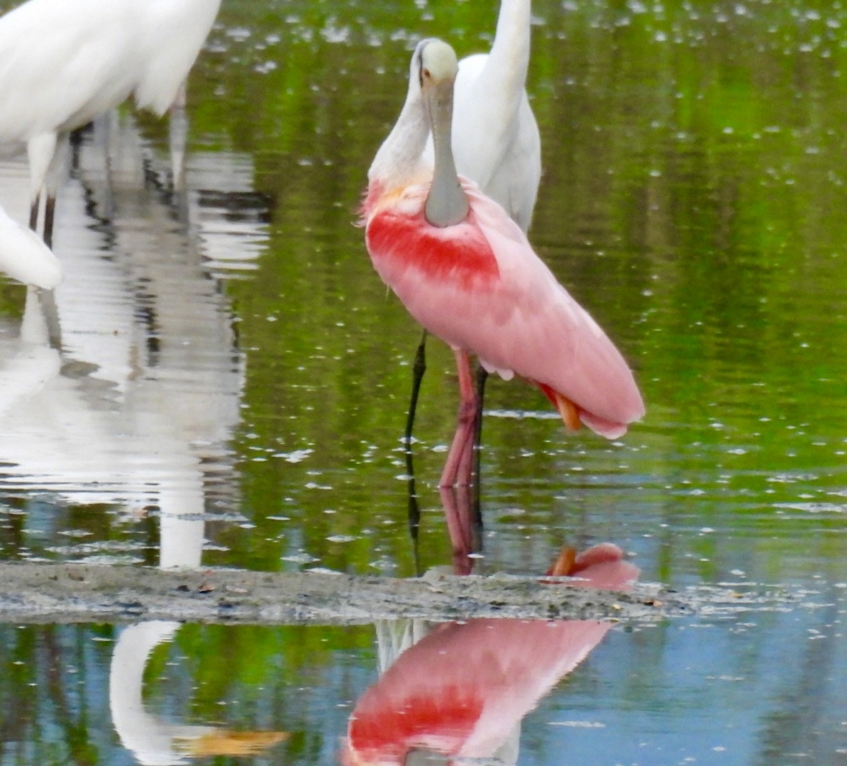 Roseate Spoonbill - Sergio Cardozo velasquez