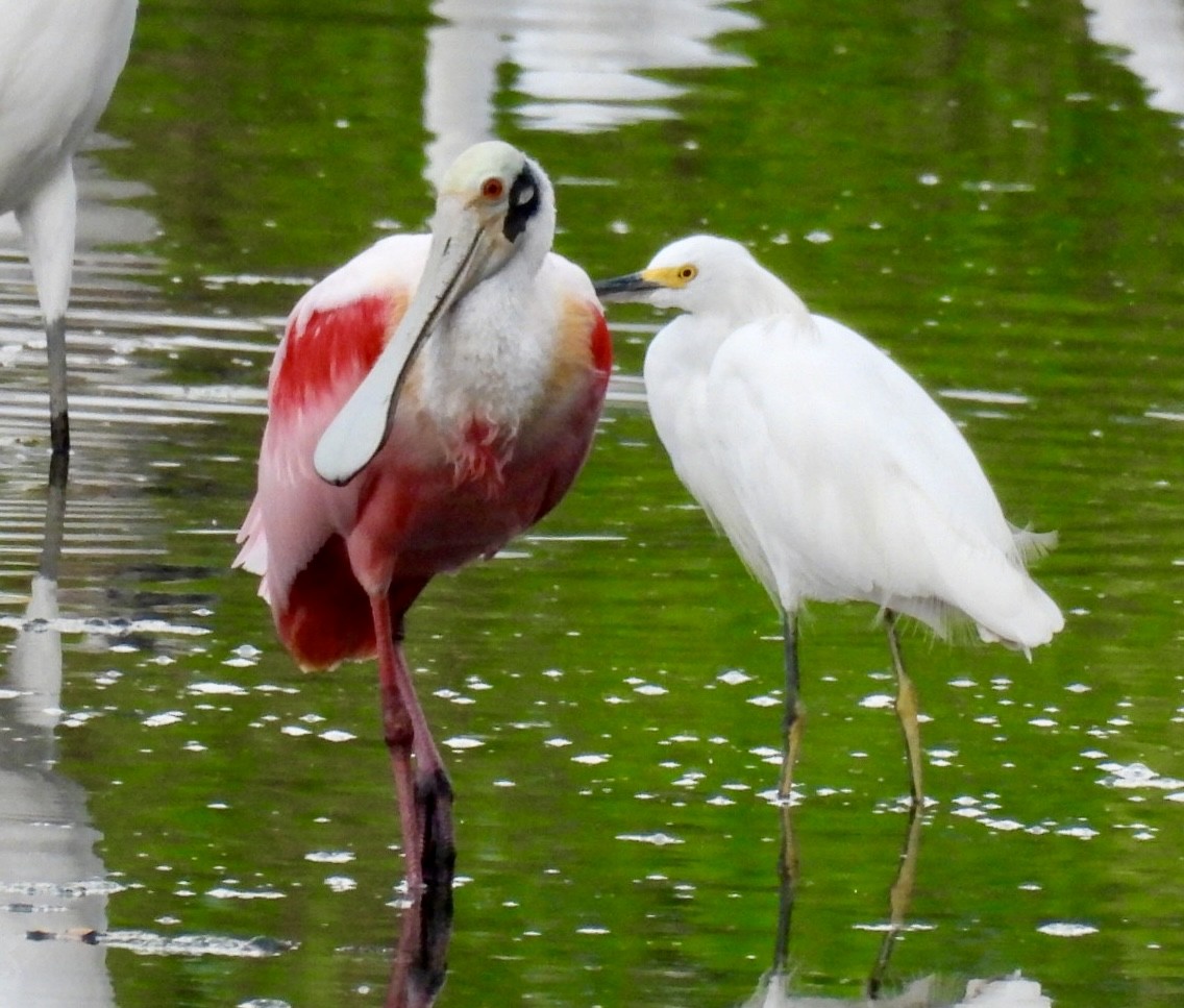 Roseate Spoonbill - Sergio Cardozo velasquez