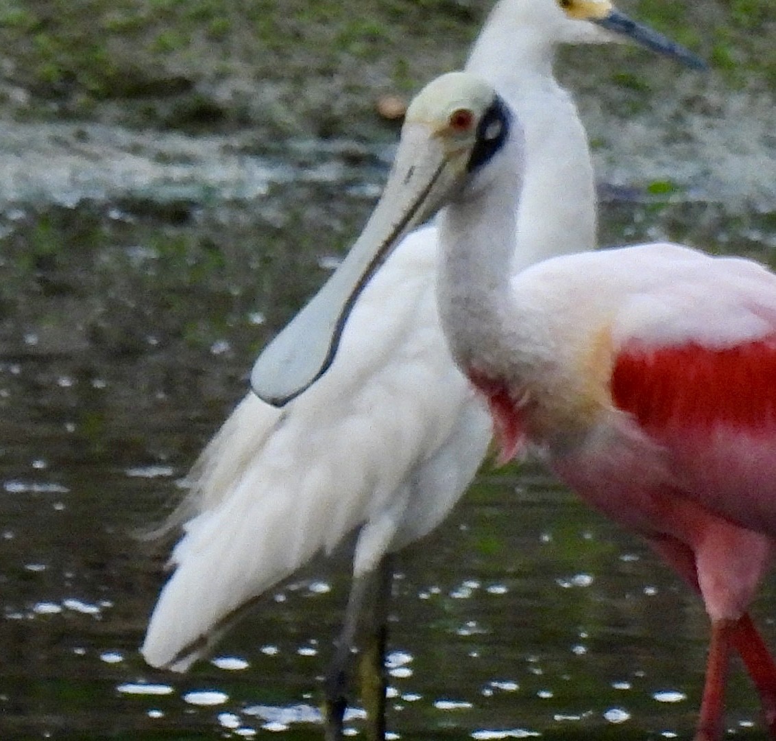 Roseate Spoonbill - ML625559916